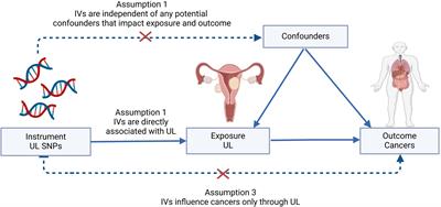 Causal relationship between genetically predicted uterine leiomyoma and cancer risk: a two-sample Mendelian randomization